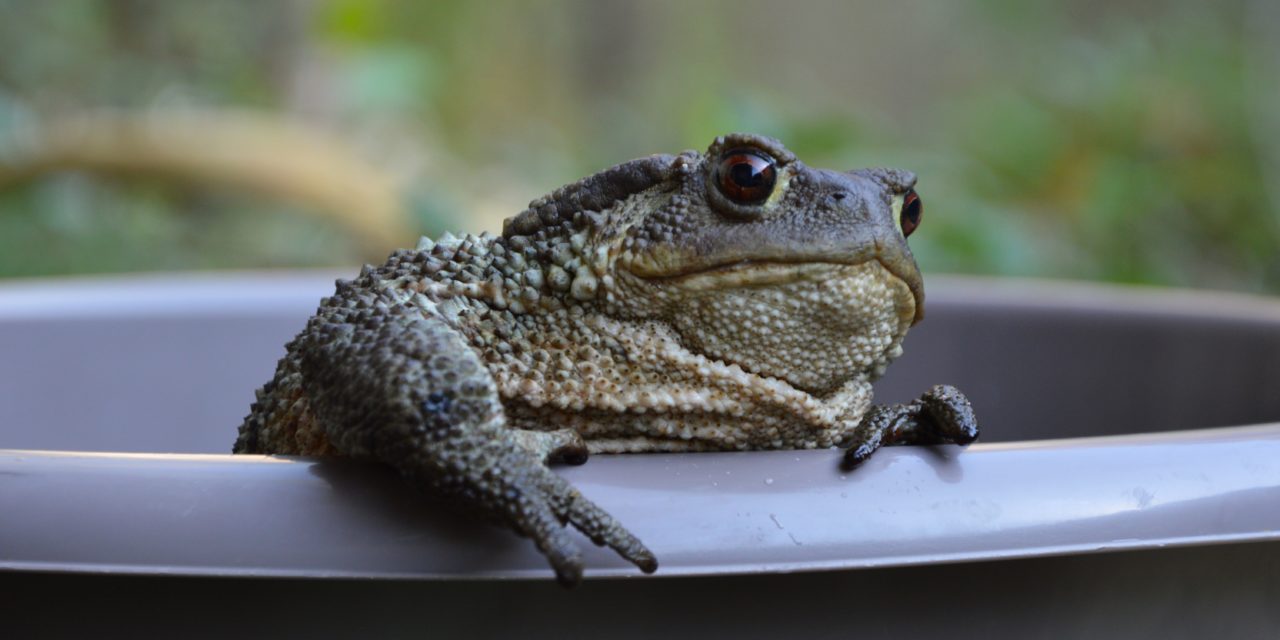 Infrastrutture artificiali e biodiversità: l’appello di Sebastian Colnaghi per proteggere gli anfibi in Friuli Venezia Giulia