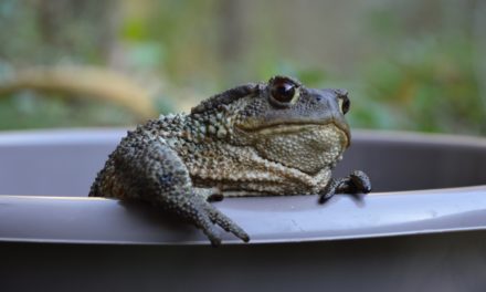 Infrastrutture artificiali e biodiversità: l’appello di Sebastian Colnaghi per proteggere gli anfibi in Friuli Venezia Giulia