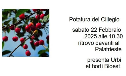 Potatura del Ciliegio sabato 22 febbraio 2025 alle ore 10.30 con ritrovo davanti al Palatrieste