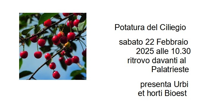 Potatura del Ciliegio sabato 22 febbraio 2025 alle ore 10.30 con ritrovo davanti al Palatrieste